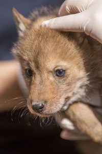 pucage naissances coyotes 16052019 - Parc Animalier de Sainte-Croix (6)