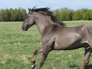 chevaux-rares-10-races-facebook-lelorrain