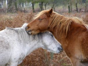 grooming-chevaux