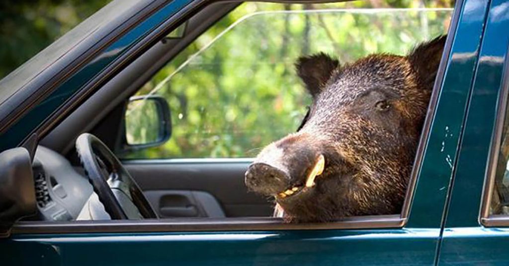 Lorraine Un sanglier r ussit s enfuir en volant la voiture d