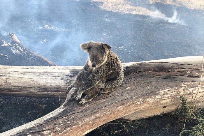 australie-incendie-2019-2020-catastrophe-koala