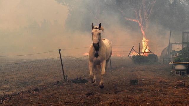 australie-incendie-500-millions-animaux-mort-2020