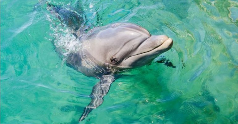 Thionville L Eau De La Moselle A Nouveau Translucide Les Dauphins Reviennent Le Lorrain