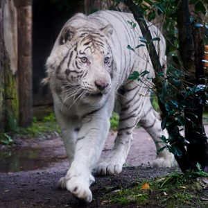 Kantaji-tigre-blanc-amneville-mort